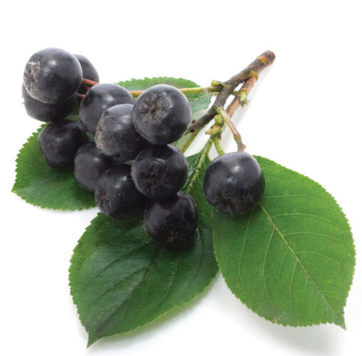 Plant Delicious Edible Hedges and Borders